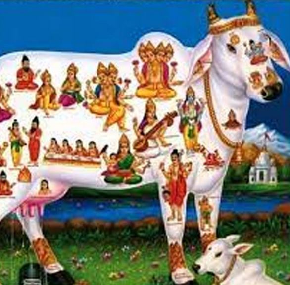 गाय की पूजा-अर्चना से मिलता है सभी देवी-देवताओं का आशीर्वाद