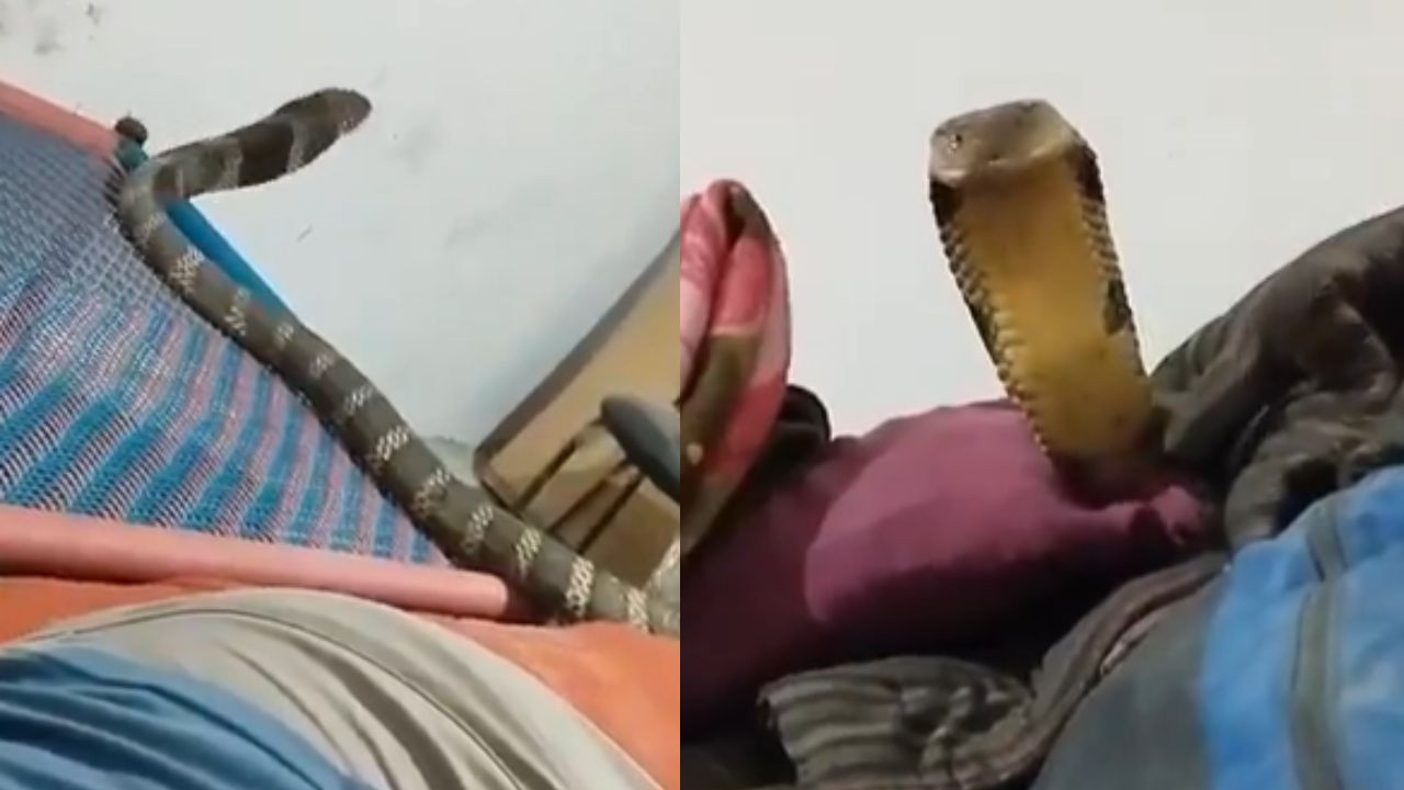 Video: शख्स के बेडरूम में घुसा 10 फीट लंबा कोबरा, पैर पर रेंगते हुए अचानक फैलाए फन; फिर जो हुआ देख कांप गए लोग!