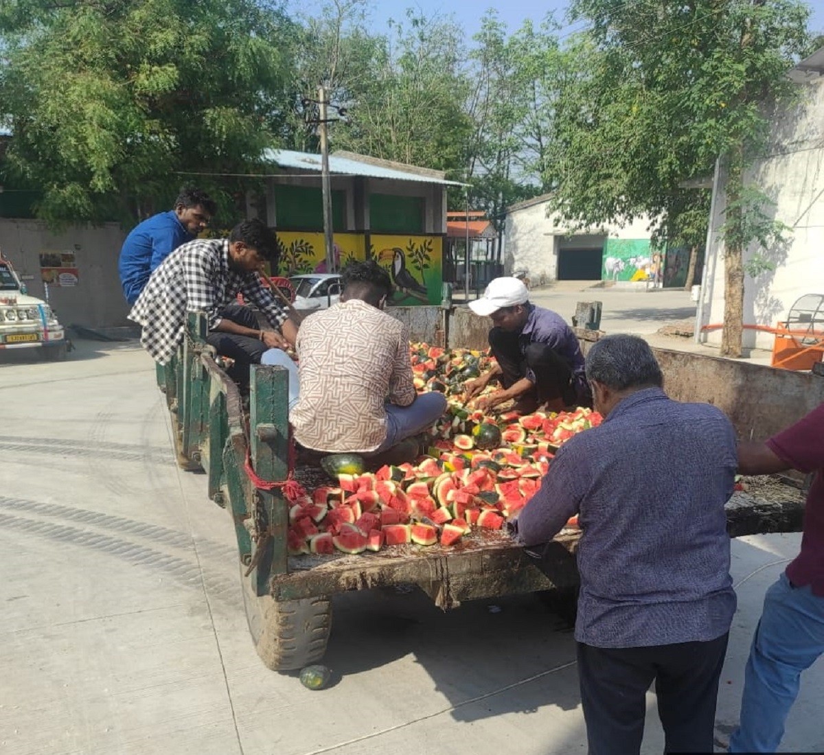 बाकरोल करुणा मंदिर: जीव दया प्रेमियों ने गायों को खिलाए तीन टन तरबूज | Patrika News