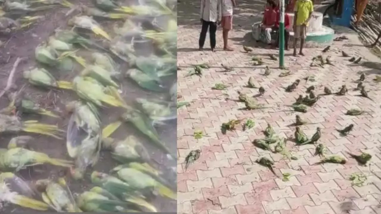 आंधी-तूफान या जलवायु परिवर्तन! झांसी में सैकड़ों तोतों की मौत से हड़कंप, पोस्टमॉर्टम से खुलेगा मौत का राज