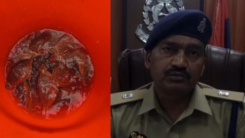 नोएडा पुलिस ने की कछुआ तस्करों पर बड़ी कार्रवाई, 33 प्रतिबंधित कछुए किए बरामद, दो शख्स गिरफ्तार