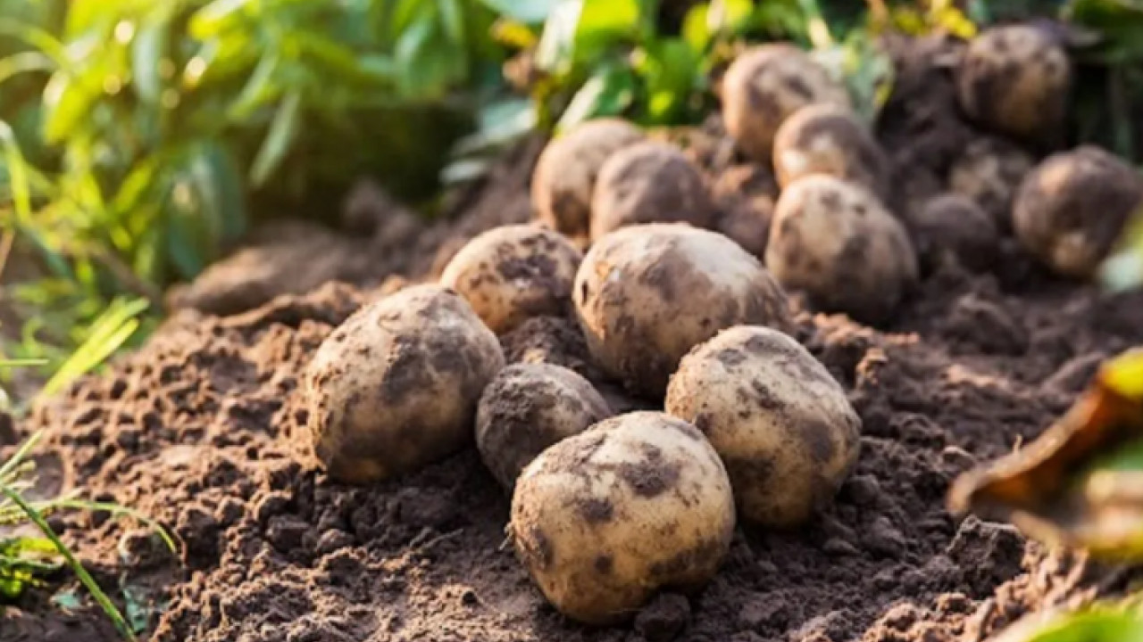 International Potato Center: केन्द्रीय मंत्रिमंडल ने उत्तर प्रदेश के आगरा में पेरू स्थित...