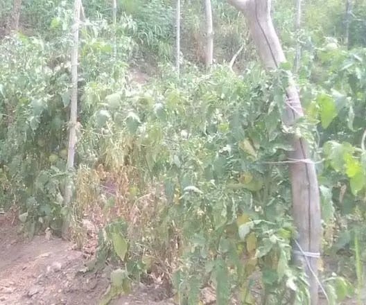 भीषण गर्मी से फसलें बीमार, किसानों को भारी नुकसान