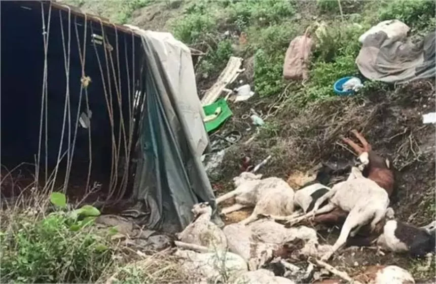 Sehore: पिकअप खाई में गिरी, 16 बकरियों की मौत