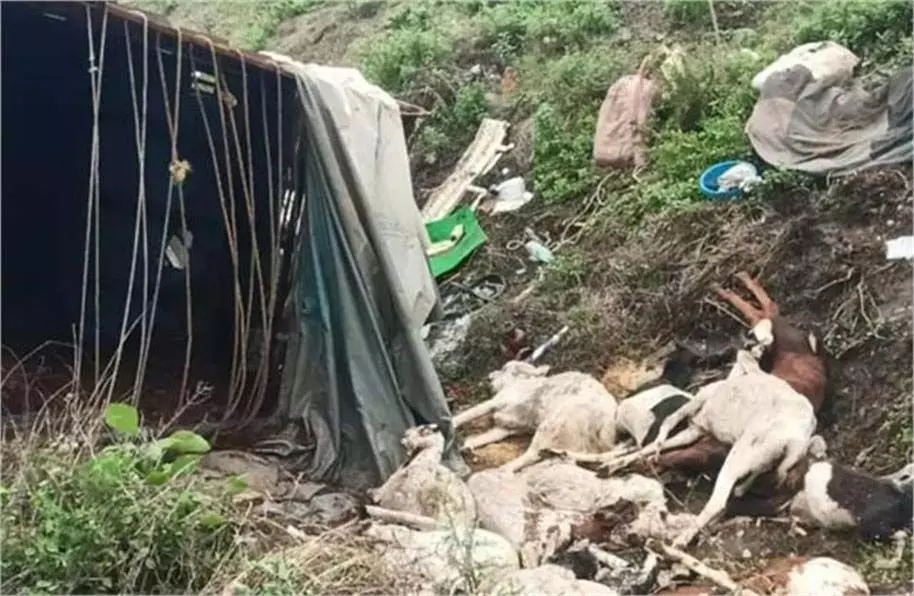 Sehore: पिकअप खाई में गिरी, 16 बकरियों की मौत