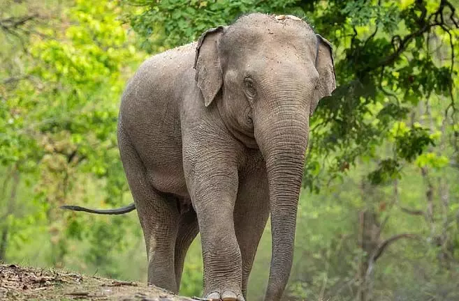 हाथियों को सार्वजनिक सड़कों पर आने से रोकने के लिए नई रणनीति