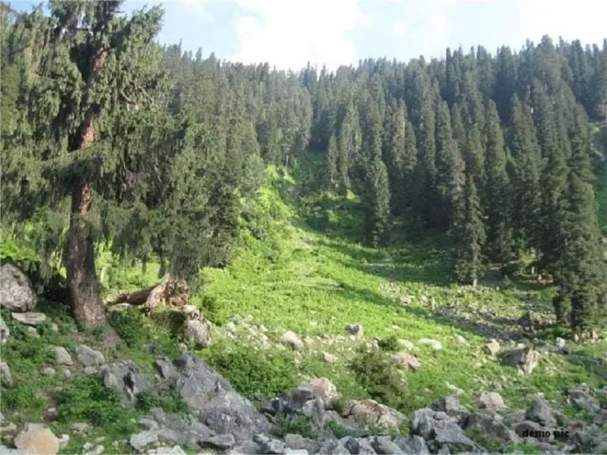Jammu Kashmir:  इस इलाके में दिखे जंगली जानवर, पर्यटकों में फैली दहशत