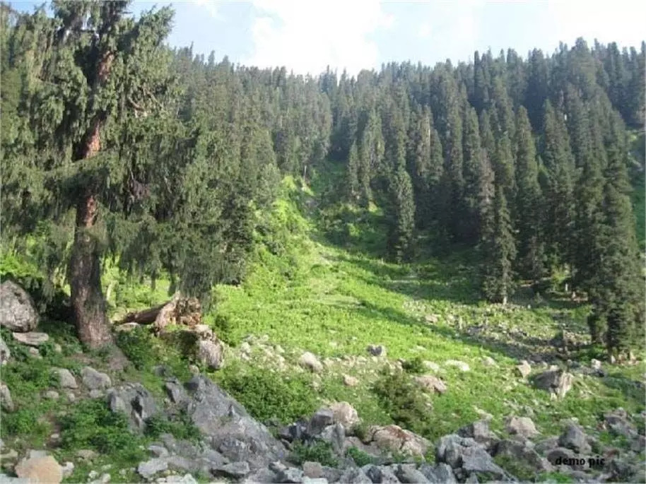 Jammu Kashmir:  इस इलाके में दिखे जंगली जानवर, पर्यटकों में फैली दहशत