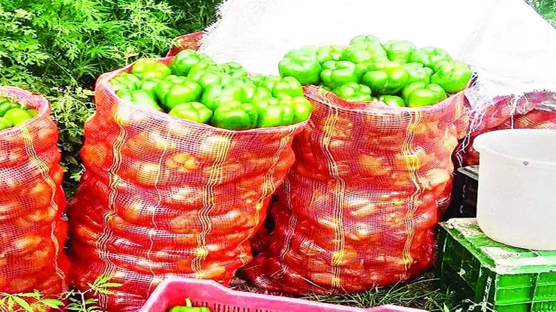 शिमला मिर्च 70, फ्रांसबीन 38 से 40 रुपए प्रतिकिलो बिकी