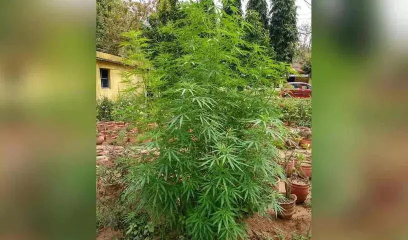 शमशाबाद के एक घर में गांजे के पौधों का समूह.. मालिक गिरफ्तार
