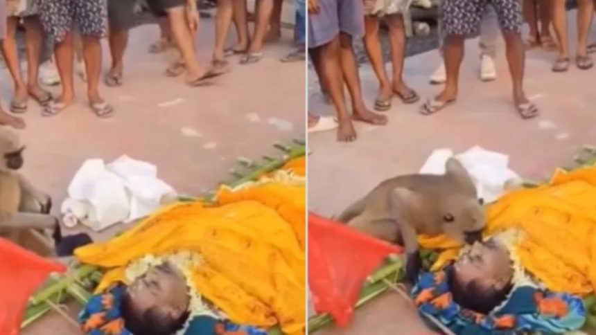 Jharkhand Monkey Attends Funeral: एक बंदर अपने मालिक मुन्ना सिंह के अंतिम संस्कार में शामिल हुआ,...