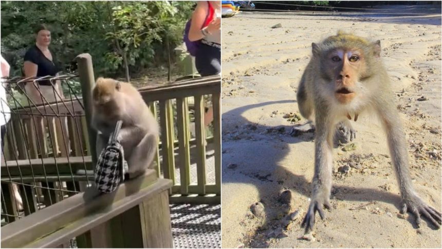 Purse Snatched By Monkey: वृंदावन में बंदरों की शरारत कोई नई बात नहीं है. इस बीच एक ऐसी...