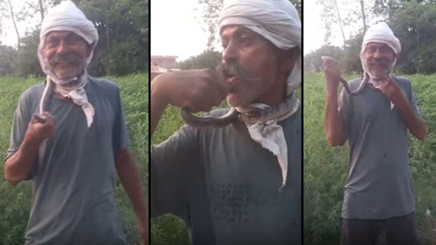 UP Man Kissing Snake: अमरोहा में एक व्यक्ति ने सांप को गले में डालकर जीभ पर कटवाया, जिसका...