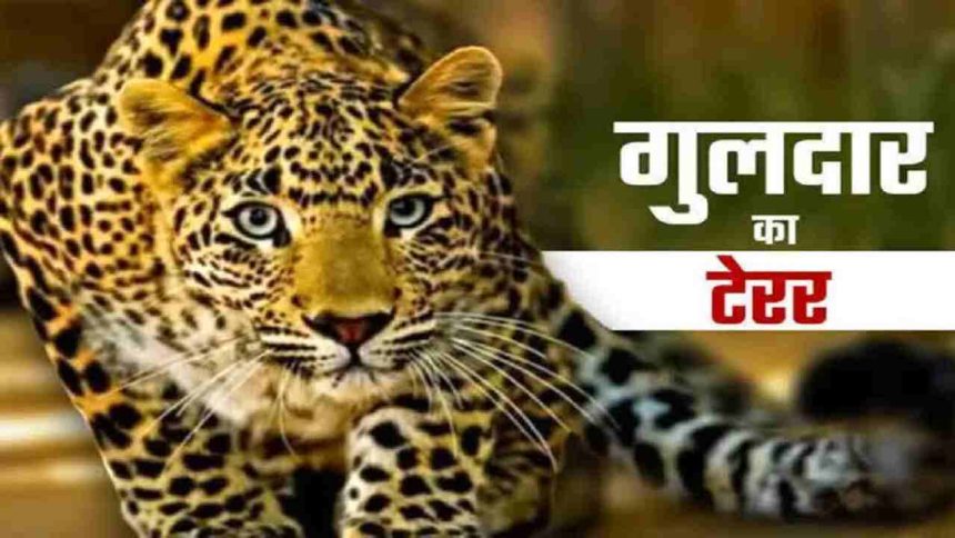 अगस्त्यमुनि में घर में घुसा गुलदार, सो रही महिला पर मारा झपट्टा, पति ने बचाई जान 