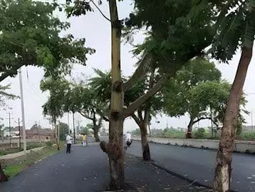 Bihar : नए हाईवे के बीच खड़े पेड़ बने खतरा, वायरल वीडियो ने उठाए सवाल