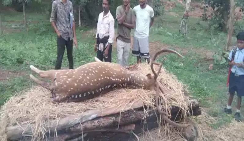 बालोद में हिरण की दर्दनाक मौत: कुत्तों के झुंड ने गांव में घेरकर मार डाला