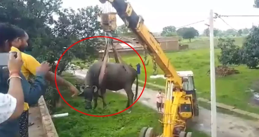 छत पर चढ़ी भैंस, फिर जो हुआ...VIDEO