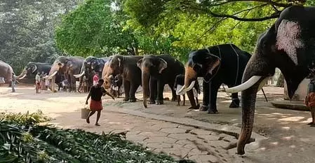 गांव के पास मादा हाथी की मौत, जांच शुरू