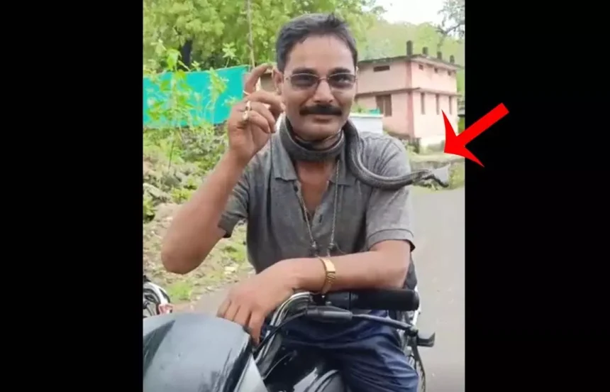 सर्प मित्र की दर्दनाक मौत...जरा ये डरावना वीडियो तो देखिए