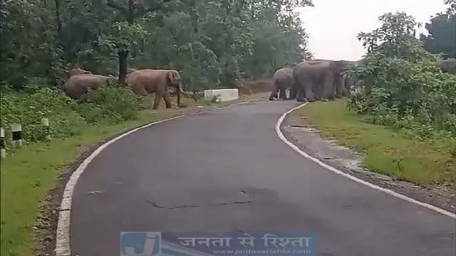 Odisha : ढेंकनाल जिले में 18 हाथियों का झुंड सड़क पार करते देखा गया