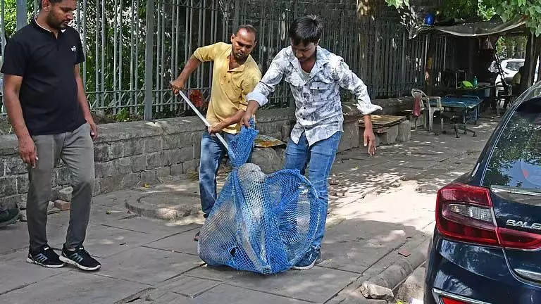 आवारा कुत्तों की समस्या रोकने के लिए एमसीडी 12 डॉग शेल्टर बनाएगी