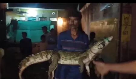 मगरमच्छ बना खिलौना, गोद में उठाकर लोगों ने खिंचवाई फोटो