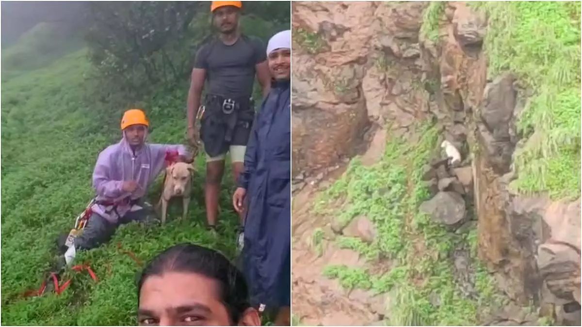 सह्याद्री मित्र टीम ने माथेरान घाटी से आवारा कुत्ते को सुरक्षित निकाला