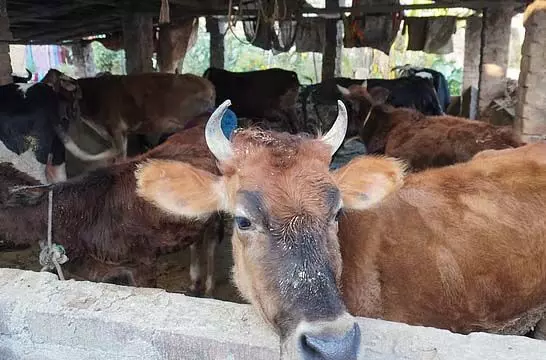 नगरपालिका दिन में झुग्गीवासियों को बेदखल करती