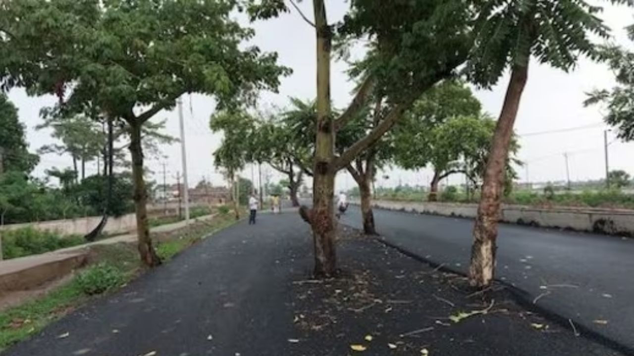 बिहार के जहानाबाद में सड़क के बीच में एक पेड़ दिखने की तस्वीर वायरल हो गई...