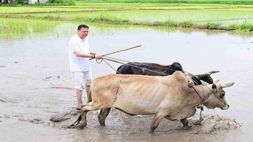 सीएम धामी बने किसान, खेतों में बहाया पसीना, बैलों से की धान की रोपाई