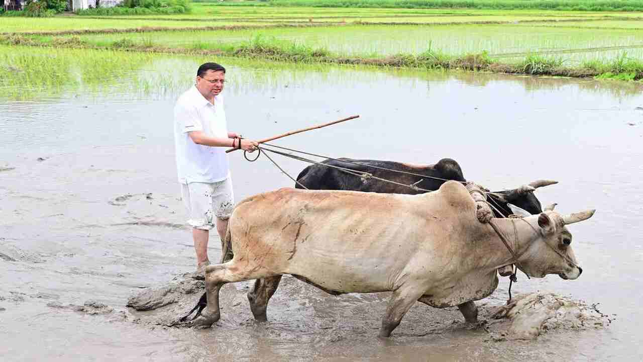सीएम धामी बने किसान, खेतों में बहाया पसीना, बैलों से की धान की रोपाई