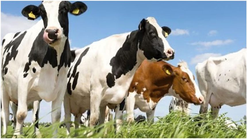 Non-Veg Milk: भारत और अमेरिका के बीच चल रही व्यापार वार्ता में डेयरी सेक्टर एक बड़ा...