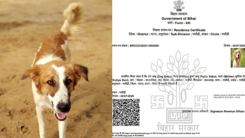 पटना के मसौढ़ी प्रखंड में 'डॉग बाबू' के नाम से जारी निवास प्रमाण पत्र के...