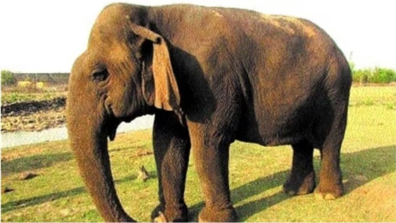 Vatsala Elephant: वत्सला को एशिया की सबसे उम्रदराज हाथी माना जाता था. पन्ना टाइगर...