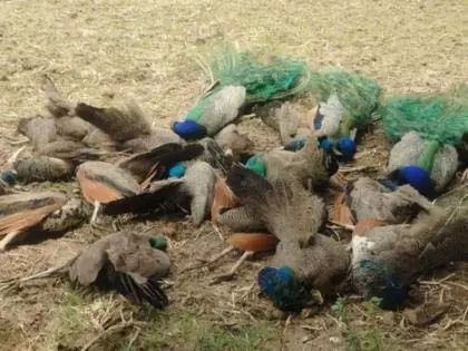 Karnataka : हनुमंतपुरा गांव में 20 मोर मृत पाए गए