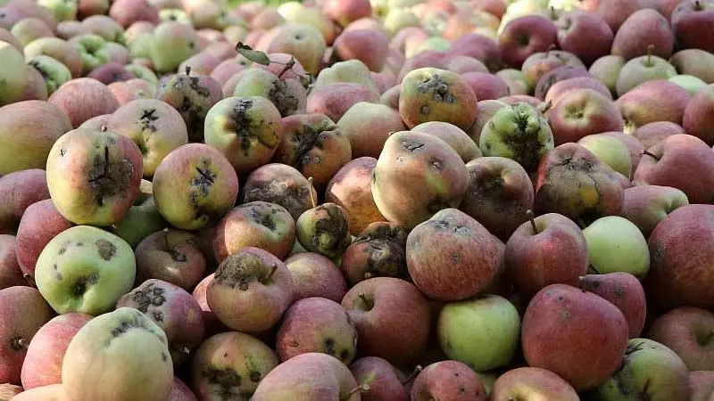 लगातार बारिश से सेब बागानों में फफूंद संक्रमण, सेबों पर काले धब्बे