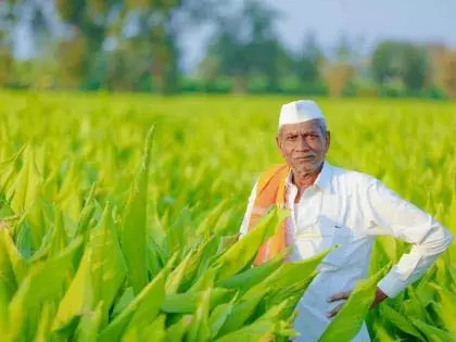 Gondia जिले के 8,460 किसानों का बोनस अटका | Bonus of 8,460 farmers in Gondia district has been delayed:गोंदिया जिले के 8,460 किसानों का बोनस अटका