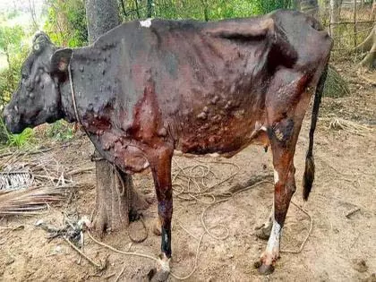 गांठदार बीमारी से अब तक 339 पशुओं की मौत | 339 animals have died so far due to lumpy disease:गांठदार बीमारी से अब तक 339 पशुओं की मौत