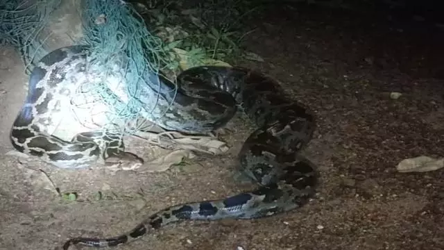 Odisha: मयूरभंज जिले में 7 फुट लंबे अजगर को बचाया गया | Odisha: मयूरभंज जिले में 7 फुट लंबे अजगर को बचाया गया,Odisha: 7 feet long python rescued in Mayurbhanj district
