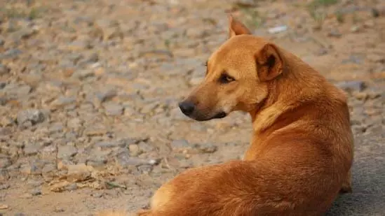 Bengaluru : यूनिवर्सिटी में कुत्तों के हमले से दो छात्र घायल | Bengaluru : यूनिवर्सिटी में कुत्तों के हमले से दो छात्र घायल,Bengaluru: Two students injured in dog attack in university