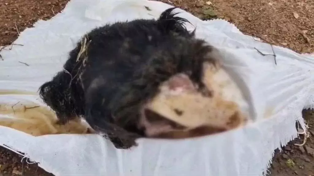CG BREAKING: गोमर्डा अभ्यारण में भालू की खोपड़ी मिलने से हड़कंप | CG BREAKING: Panic after finding a bear's skull in Gomarda sanctuary | CG BREAKING: गोमर्डा अभ्यारण में भालू की खोपड़ी मिलने से हड़कंप