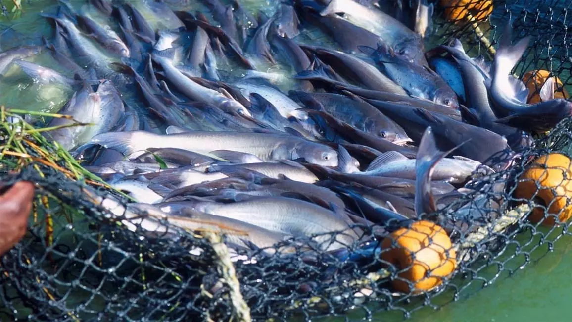मछली के अवैध शिकार पर बड़ा शिकंजा | Big crackdown on illegal fishing | मछली के अवैध शिकार पर बड़ा शिकंजा