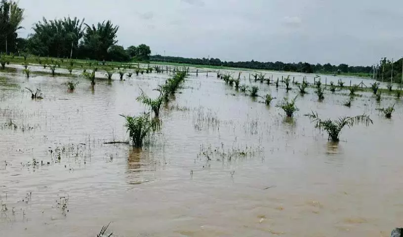 Pedda Beeravalli में जलमग्न फसल वाले खेत | Submerged crop fields in Pedda Beeravalli:पेद्दा बीरावल्ली में जलमग्न फसल वाले खेत