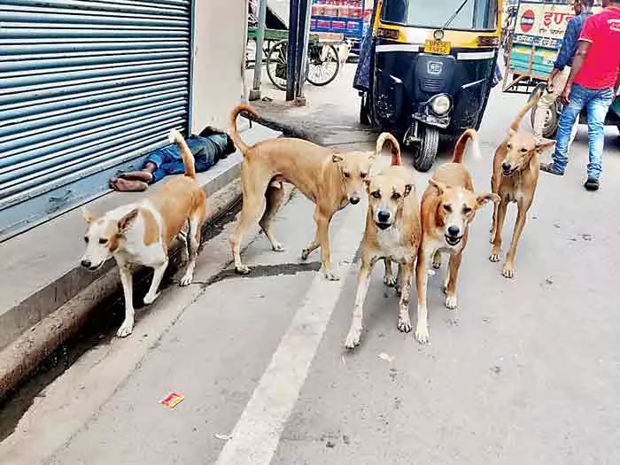 Bhopal: आवारा कुत्तों की समस्या और गायब फाइल, प्रशासनिक चुनौती | Bhopal: Problem of stray dogs and missing files, administrative challenge | Bhopal: आवारा कुत्तों की समस्या और गायब फाइल, प्रशासनिक चुनौती