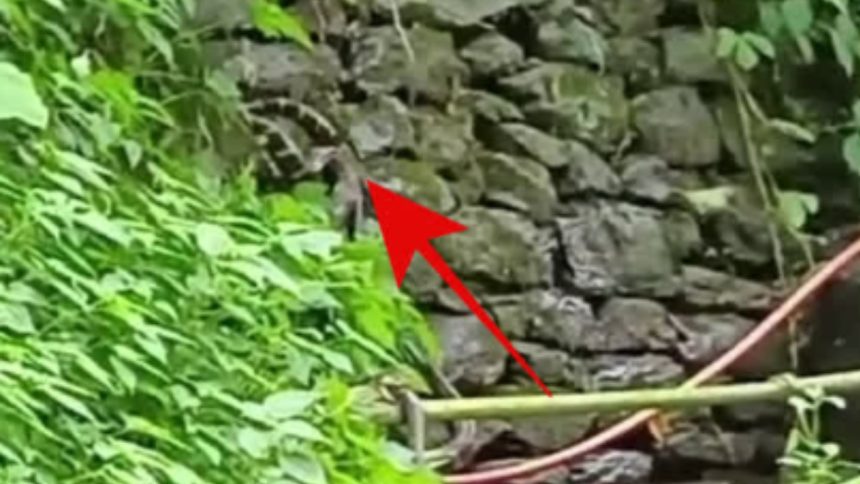 प्रत्यक्षदर्शियों के मुताबिक, किंग कोबरा ने क्षेत्र के जंगली इलाकों में...
