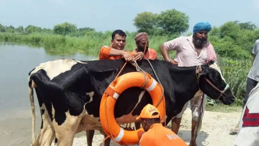 मान सरकार के प्रयासों से 5,16,000 से अधिक पशुओं को बचाया गया. पशुपालन, डेयरी...