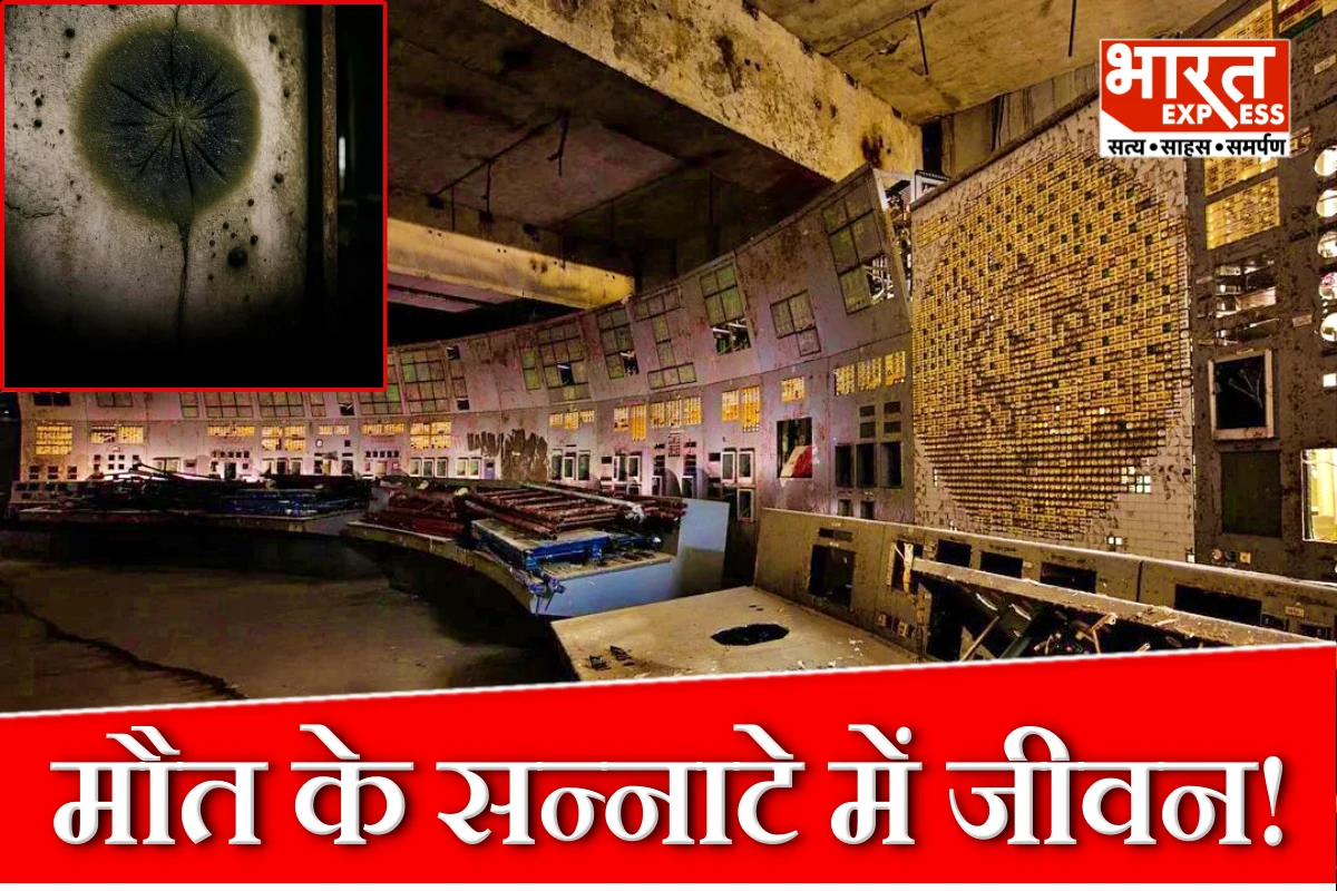 मौत के सन्नाटे में जीवन की खोज! चेरनोबिल की दीवारों पर मिला ‘रेडिएशन खाने