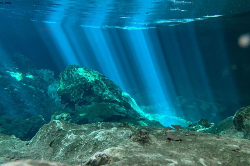 seagrass decline due to warming