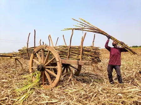 गन्ने की फसल पर चूसक कीटों का खतरा, विभाग ने जारी किया अलर्ट | Sugarcane crop is under threat of sucking insects, department issues alert | गन्ने की फसल पर चूसक कीटों का खतरा, विभाग ने जारी किया अलर्ट